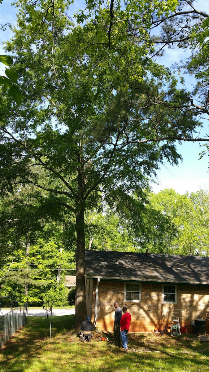 Large Tree Before Removal