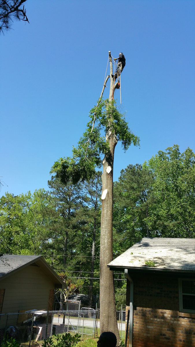 Pruning Action Shot