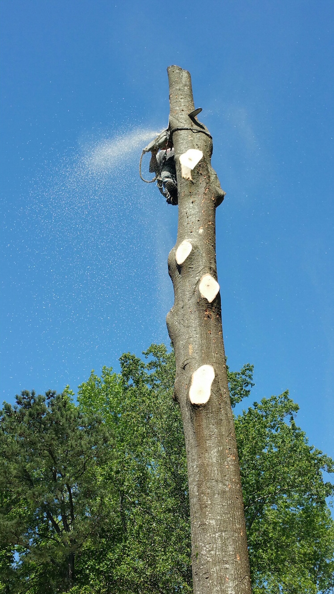 Tree Removal Action Shot